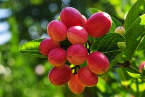 Fruta do Milagre Revelando as Maravilhas